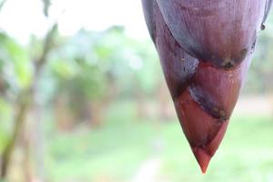 plantain flower closeup on banana tree photo