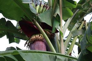 Racimo de banano en árbol en firme foto