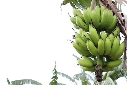 banana bunch on tree in firm photo