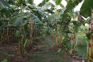 banana tree stock on farm photo