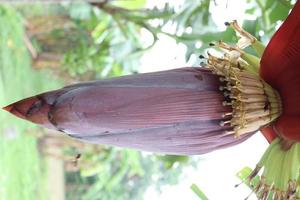 plantain flower closeup on banana tree photo