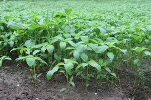 green colored jute farm on field photo