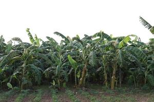 Stock de árboles de plátano en la granja foto