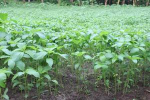 green colored jute farm on field photo