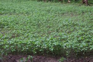 green colored jute farm on field photo