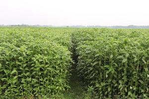 green colored jute farm on field photo