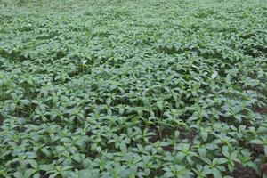 green colored jute farm on field photo