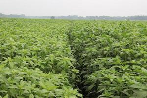 green colored jute farm on field photo