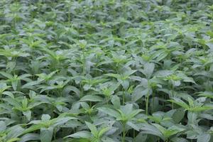 green colored jute farm on field photo