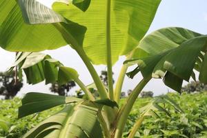 Racimo de banano en árbol en firme foto