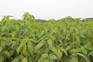 green colored jute farm on field photo