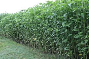 green colored jute farm on field photo