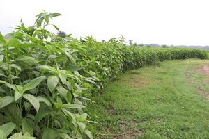 green colored jute farm on field photo