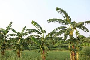 banana tree stock on farm photo