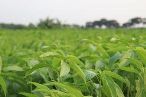 green colored jute farm on field photo