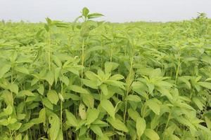 green colored jute farm on field photo