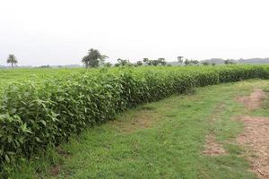 green colored jute farm on field photo