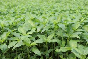 green colored jute farm on field photo