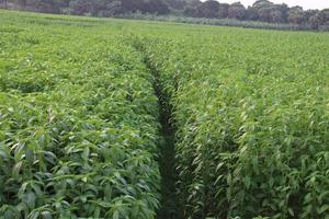 green colored jute farm on field photo