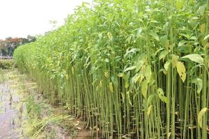 green colored jute farm on field photo