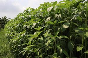 green colored jute farm on field photo