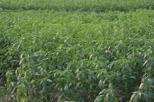 green colored jute farm on field photo