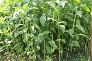 green colored jute farm on field photo