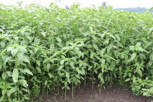 green colored jute farm on field photo