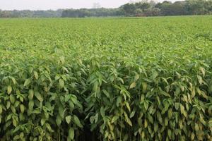 green colored jute farm on field photo