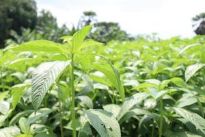 green colored jute farm on field photo