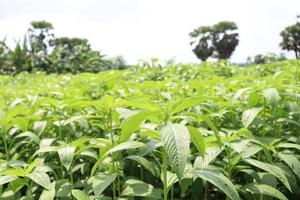 green colored jute farm on field photo