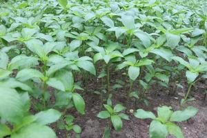 green colored jute farm on field photo