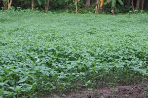 green colored jute farm on field photo