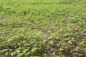 green colored jute farm on field photo