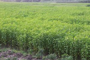 green colored jute farm on field photo