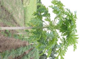 papaya tree in the farm photo