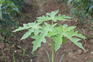 papaya tree in the farm photo