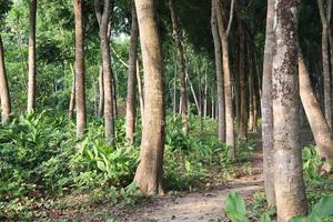 tree farm for harvest and business photo