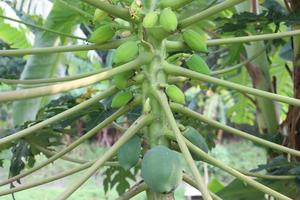 Papaya cruda verde sabrosa y saludable en el árbol