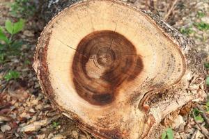 background of firewood in the tree farm photo