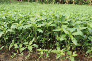 green colored jute farm on field photo