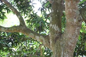 mango tree on farm for harvest photo