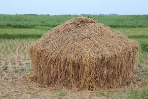 dry paddy tree stock on farm photo