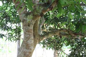 mango tree on farm for harvest photo