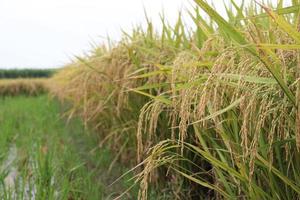 ripe paddy farm on field photo