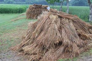 stock de árboles de arroz seco en la granja foto