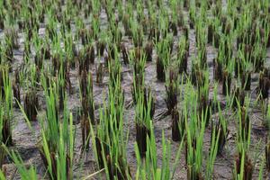 green colored paddy farm for harvest photo