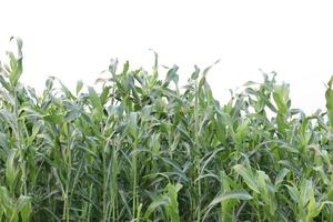Árbol de maíz de color verde firme en el campo foto