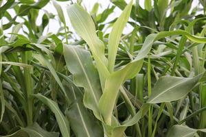 green colored maize tree firm on field photo