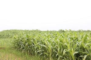 green colored maize tree firm on field photo